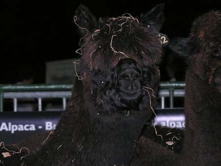 [British Alpaca Futurity 2010 Nikon 035[2].jpg]