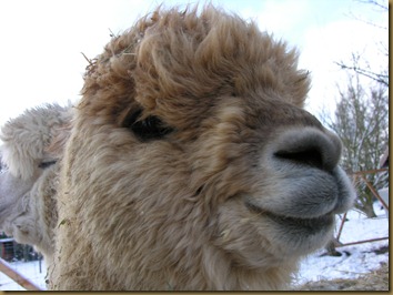 Ambersun Alpaca male in Germany Ambersun Alpaca male in Germany