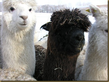 Three of the alpaca girls we brought with us Three of the alpaca girls we brought with us