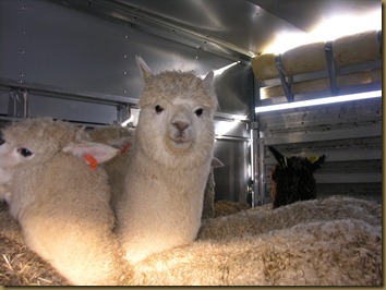 Beautiful alpacas! Beautiful alpacas!