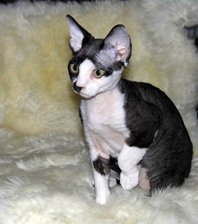 [devonrex-019[3].jpg]