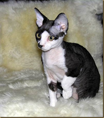 devonrex-019