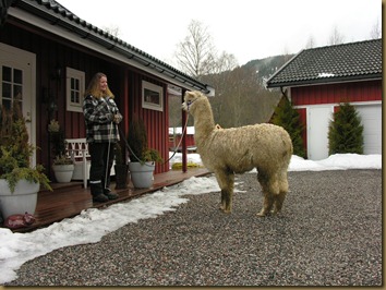 Grimetrening med Beachcomber 011