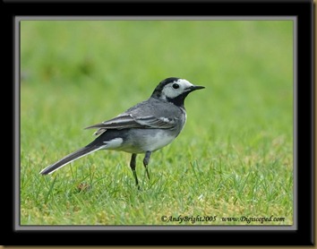PiedWagtailDSC_0698