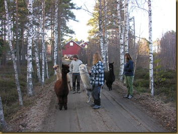 Gjengen i skogen