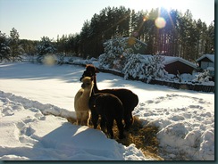 alpacainsnow2