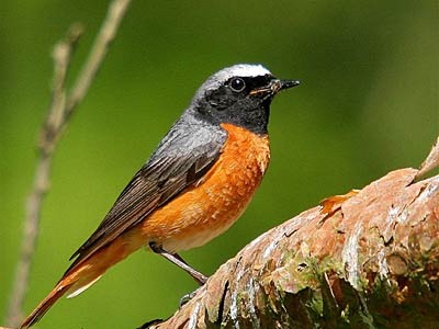 [redstart_400x300[3].jpg]