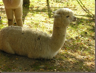 alpacas day one 085 alpacas day one 085