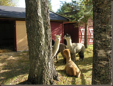 alpacas day one 089 alpacas day one 089