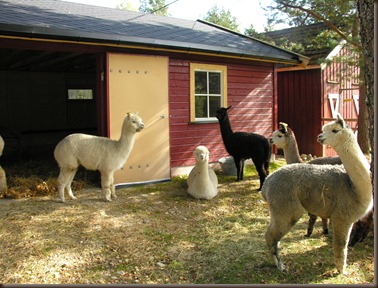 alpacas day one 094 alpacas day one 094