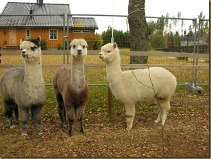 Alpakkahoppene Misty, Sugar Plum and Juanita