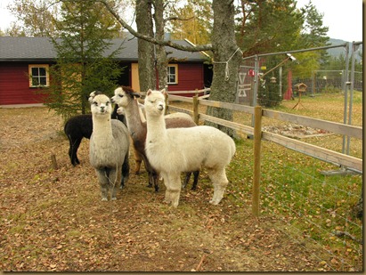 Alpakkahoppene Oprah, Misty, Sugar Plum, Rose and Juanita