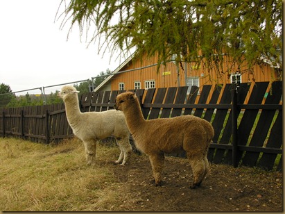 Alpaca Sire/alpakkahingstene Corazon and Auzengate's Pride