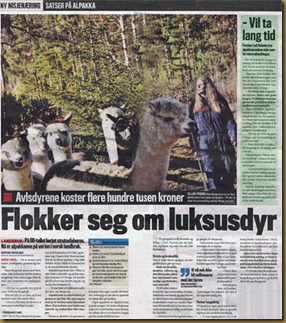 Artikkel om alpakkanæringen i Finansavisen Artikkel om alpakkanæringen i Finansavisen