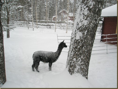 Oprah loves the snow!