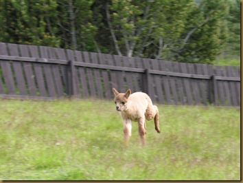 Bandit, Paris og Texas 029