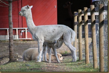 Juanita gives Prince some milk Juanita gives Prince some milk