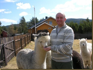 Knapper Alpakkas Rolf having a nice session with the alpaca girls