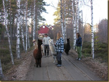 Eileen og Sven Erik er med oss på en vandring med alpakkaer