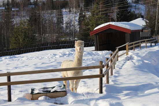 [Tusletur med criaene 006[3].jpg]