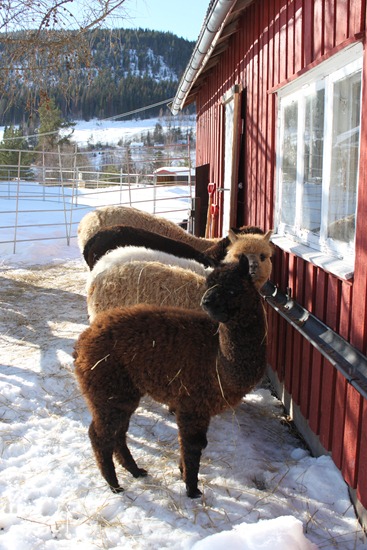[Nesten påske, gensere 056[3].jpg]