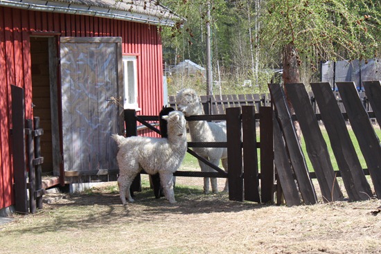 [Corazon til nytt beite. Aina og basketgutta 061[3].jpg]