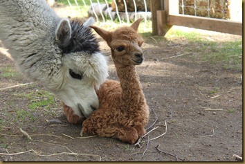 Mother and child, Viella and Big Bang