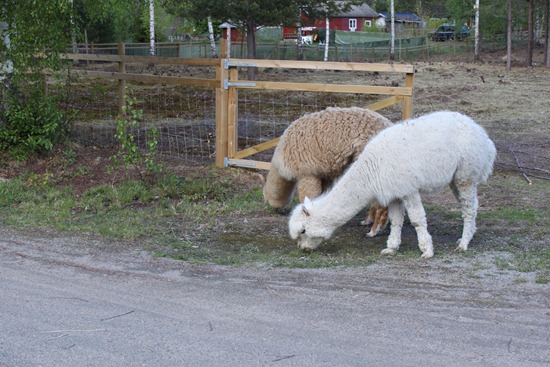 [Jentene til nytt beite i trekanten 001[3].jpg]