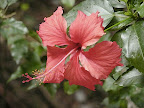 flora
