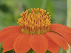 flora