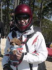 this toy poodle is flying tandem, check out the harness