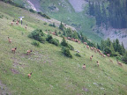 Wapiti grazing south of launch