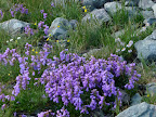 local alpine color