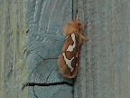 fellow flyer at rest