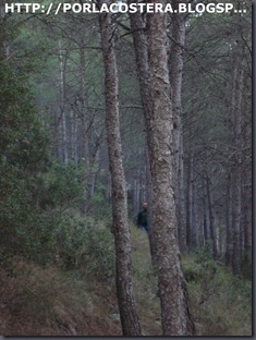bosque bosque