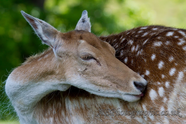 IMAGE: http://lh4.ggpht.com/_5yK23nU-AKk/TAp6fkJjynI/AAAAAAAADnI/t55Ur7dSzLk/s720/AE-4288.jpg