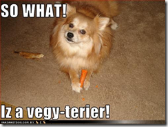 dog-Vegie-terier (Small)