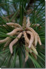 Pine-Tree-pollen-worms (Small)