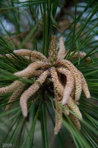 [Pine-Tree-pollen-worms (Small)[3].jpg]