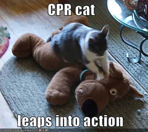 [cat-CPR.[3].jpg]
