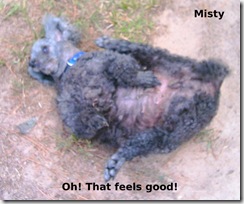 Misty-Ah-Feels-good Misty-Ah-Feels-good