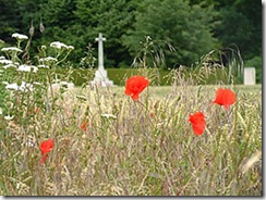 connaught-cemetery-poppies_300 (Small)