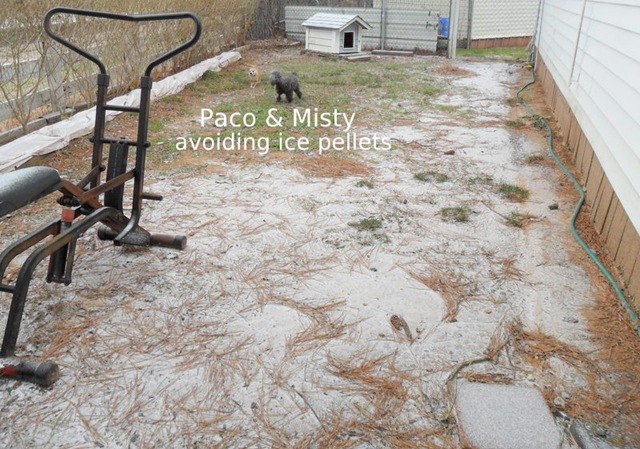 [Ice-pellets-Paco-Misty-2.4.11[5].jpg]