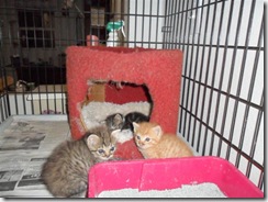 SAM_0801-1 (Small) SAM_0801-1 (Small)