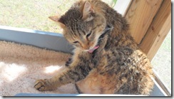 Bobcat drying herself