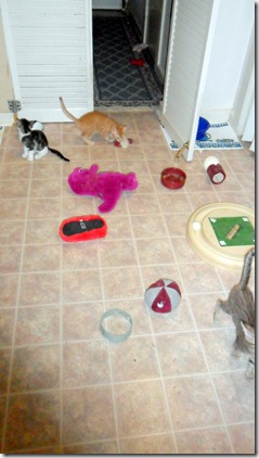 Kittens-playing-16May2011