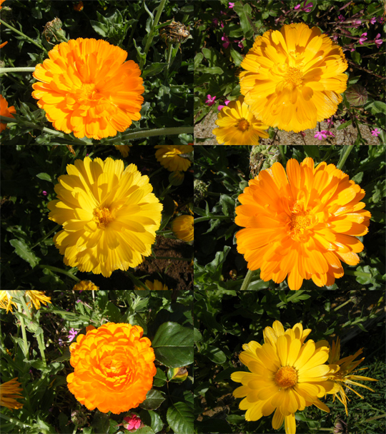 2011_04260000_pet flare compost.jpg