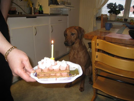 Djungelkattens Jollyridged Jilda, Nea firar sin 1-års dag med korvtårta!