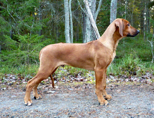 Hugo 5 months