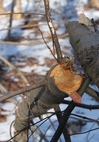 Fallen Sapling